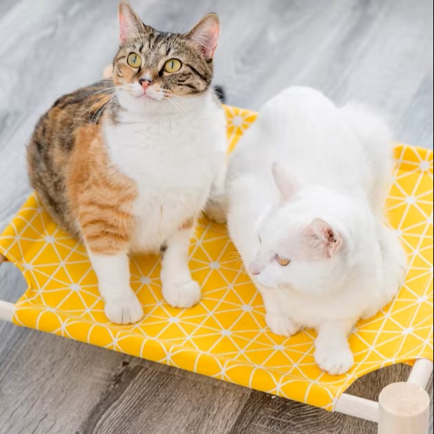 Hamac pour Chat - ZenPet™ - Soleil Graphique
