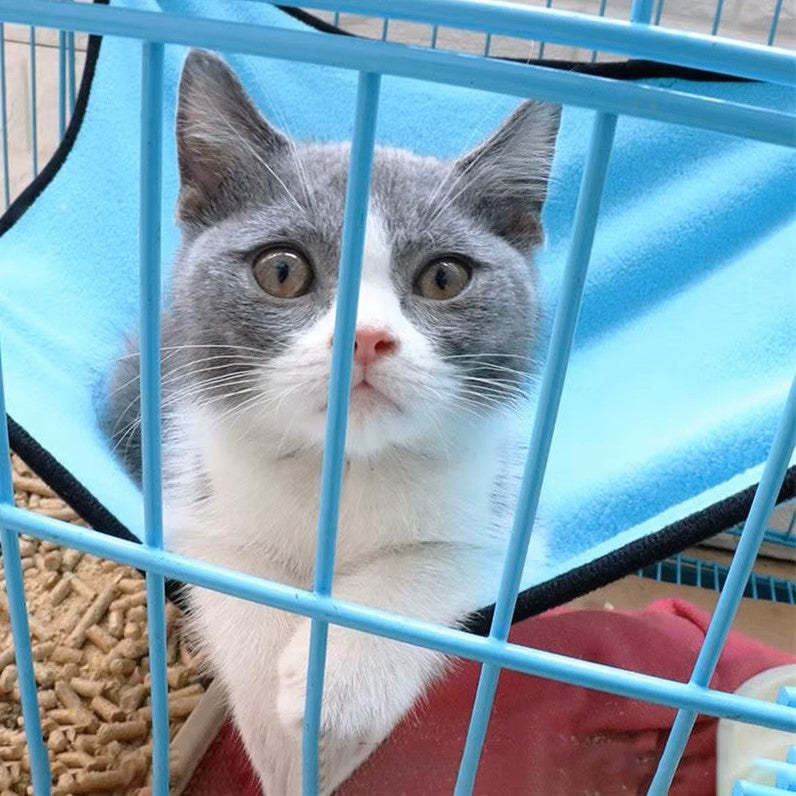 Hamac Pour Chat - CatHammockBed™ - Bleu